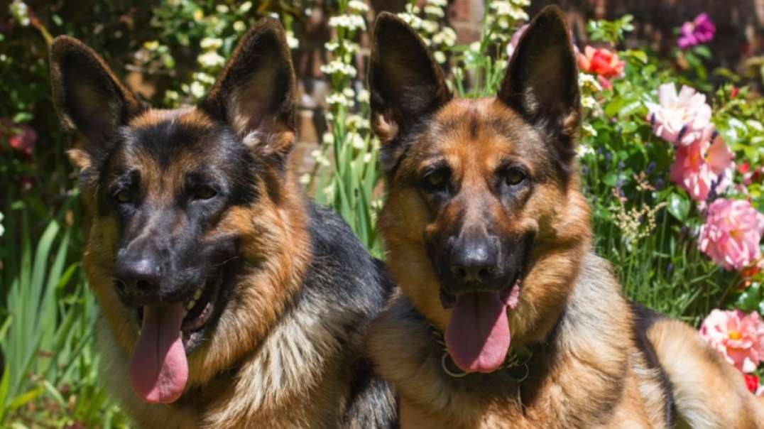 German Shepherd Everything You Need to Know