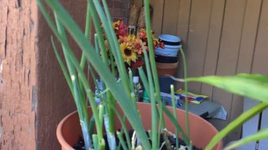 Green Onions Grown by Chell 9-27-22
