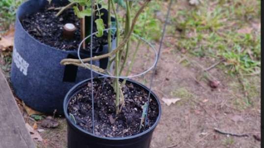 Grow Bag   Grow Pot